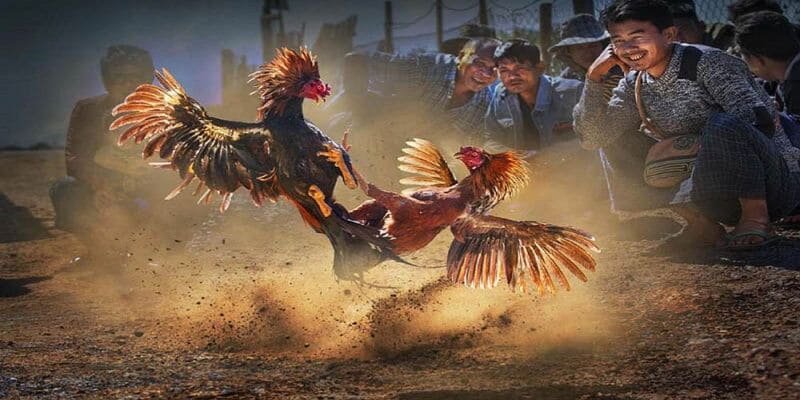 Yếu tố góp phần tạo nên sự thành công của đá gà KING88